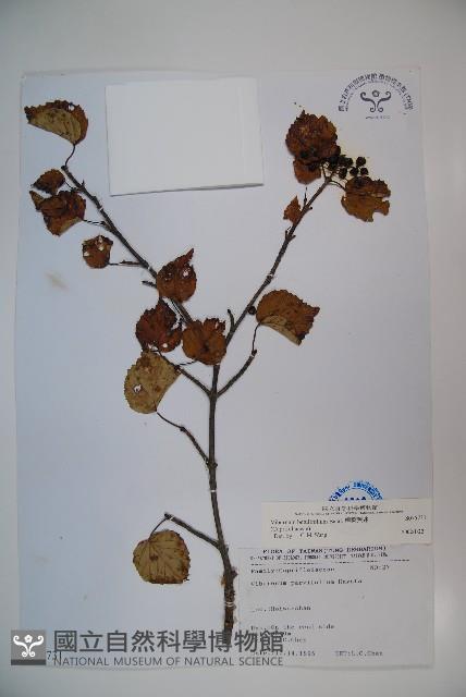 樺葉莢迷、玉山莢迷藏品圖，第1張