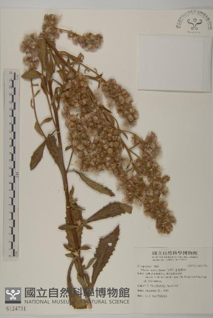 生毛將軍藏品圖，第1張