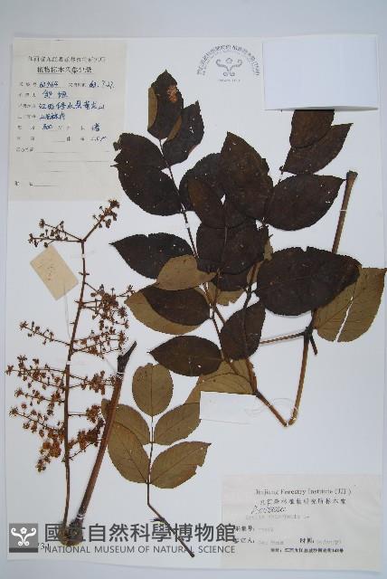 蔥木藏品圖，第1張