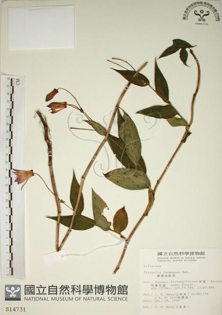 臺灣油點草藏品圖，第1張