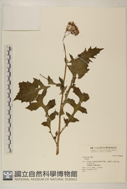 登錄號:S034731藏品圖，第1張