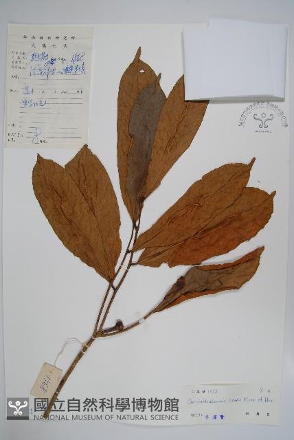 海南哥納香藏品圖，第1張