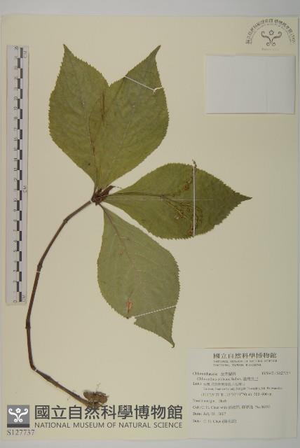 細枝柃木藏品圖，第1張