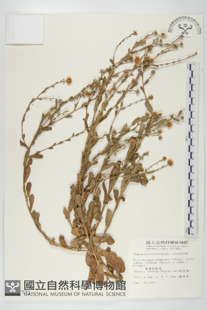 臺灣狗娃花藏品圖，第1張
