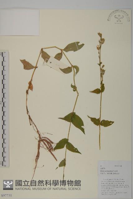 老鸛筋藏品圖，第1張