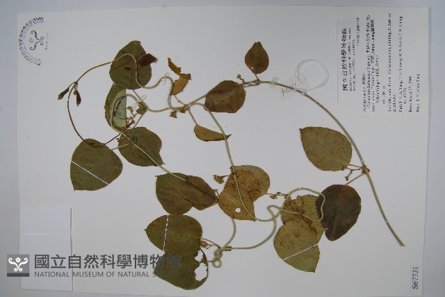 蘭嶼牛皮消、蘭嶼白薇藏品圖，第1張