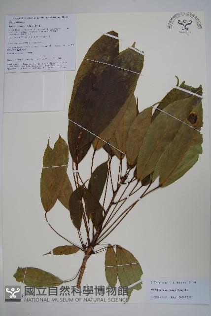 長梗常春木藏品圖，第1張