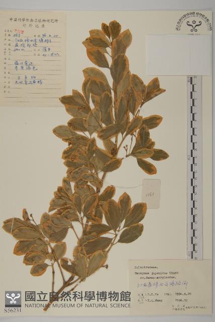 日本衛矛藏品圖，第1張