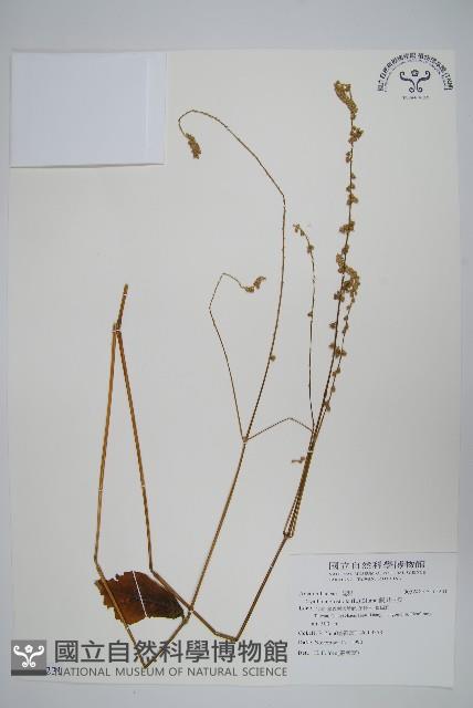 假川牛膝藏品圖，第1張