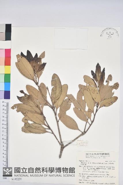 台灣石櫟藏品圖，第1張