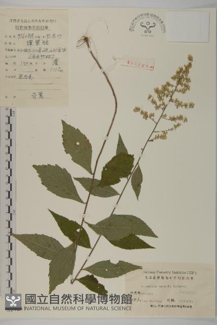 珍珠蒿、奇蒿藏品圖，第1張