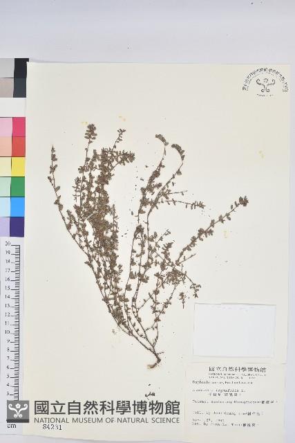 千根草藏品圖，第1張