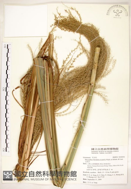 五節芒藏品圖，第1張
