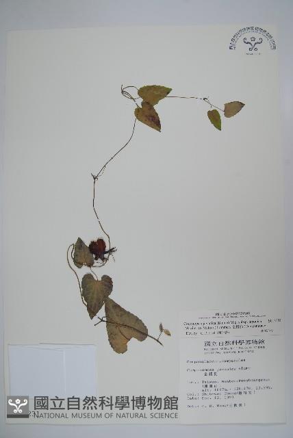 金錢豹藏品圖，第1張