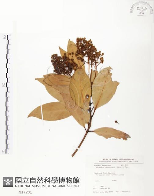 豬腳楠藏品圖，第1張