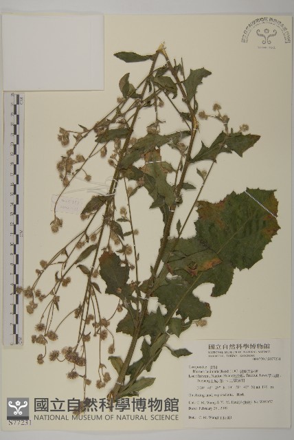 裂葉艾納香藏品圖，第1張