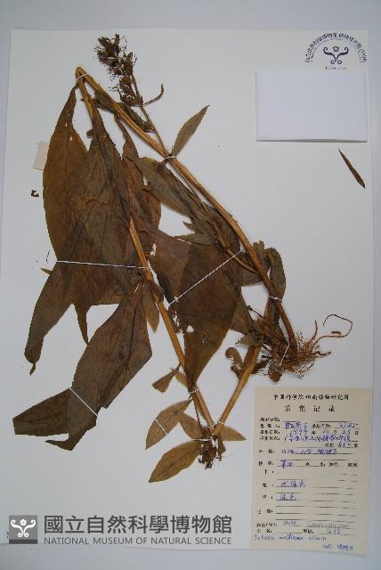 東南山梗菜藏品圖，第1張