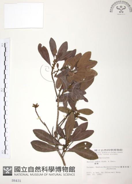 楊梅藏品圖，第1張