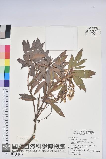 臺灣馬醉木藏品圖，第1張