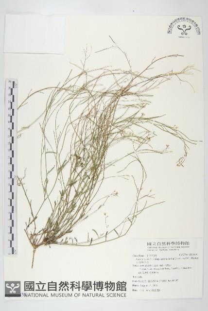 玉山筷子芥藏品圖，第1張