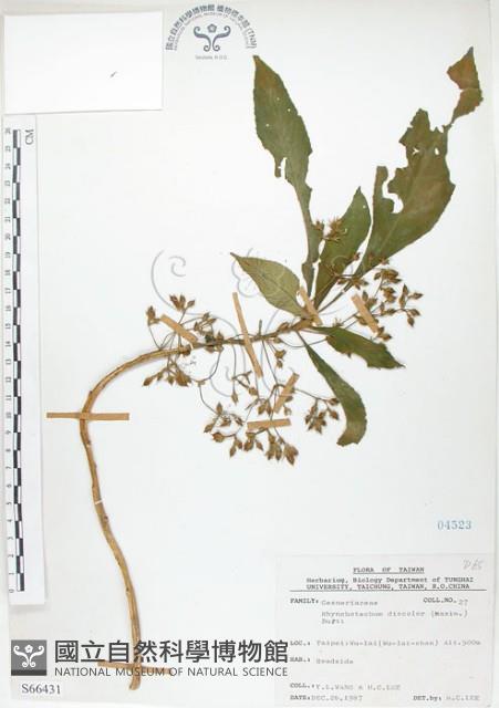 同蕊草、異色線柱苣苔藏品圖，第1張