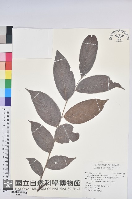 披針葉饅頭果藏品圖，第1張