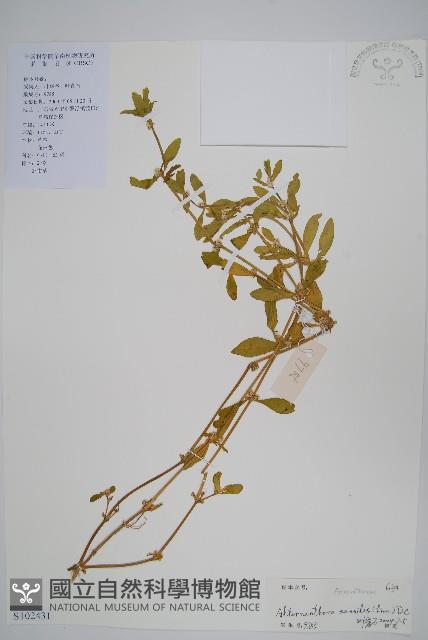 蓮子草藏品圖，第1張