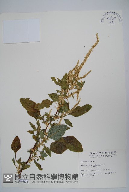 刺莧藏品圖，第1張
