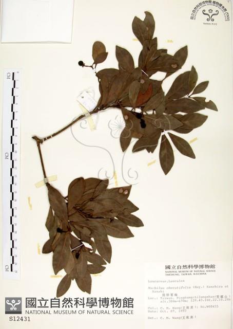 恆春楨楠藏品圖，第1張