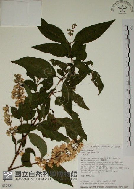 大葉溲疏藏品圖，第1張