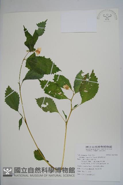 黃花鳳仙花藏品圖，第1張