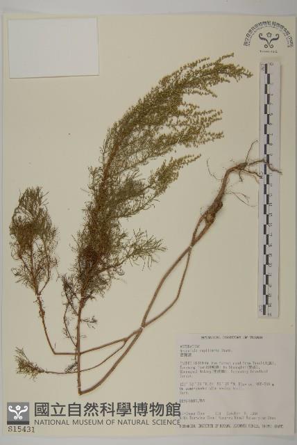 茵蔯蒿藏品圖，第1張