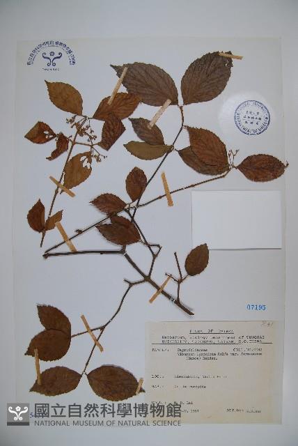 紅子莢迷藏品圖，第1張