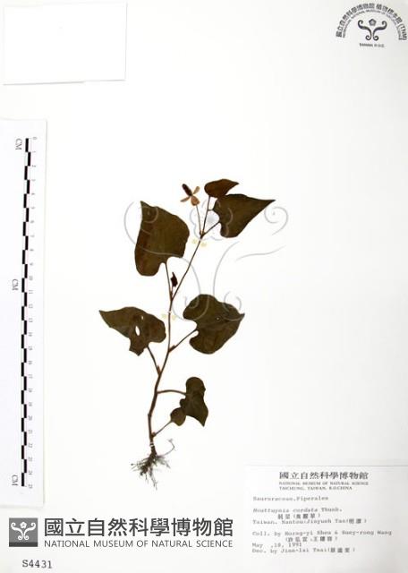 臭腥草、蕺菜藏品圖，第1張