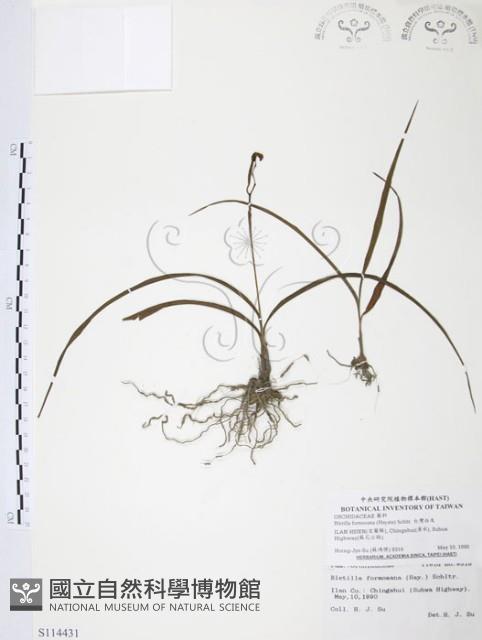 臺灣白及藏品圖，第1張