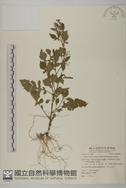 茯苓菜藏品圖，第1張