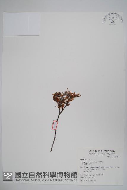 太魯閣千金榆藏品圖，第1張