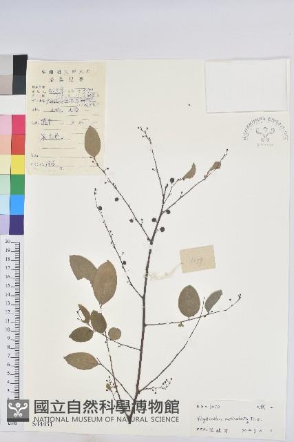 龍眼睛藏品圖，第1張