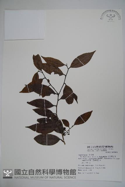 忍冬葉冬青藏品圖，第1張