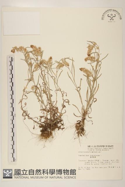 鼠麴舅藏品圖，第1張