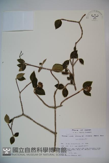 登錄號:S113431藏品圖，第1張