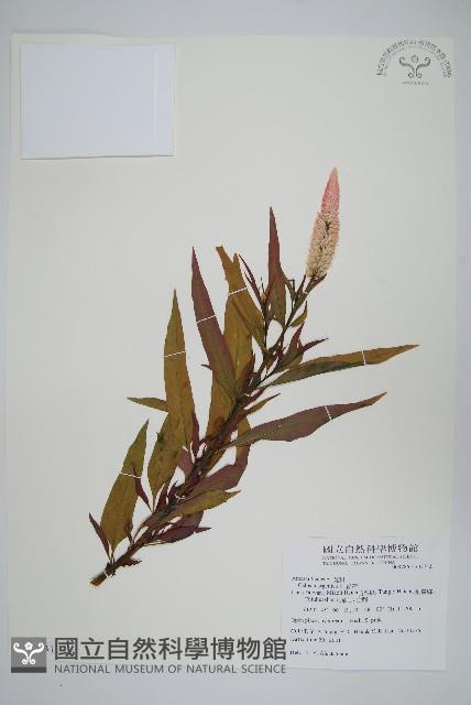 青葙藏品圖，第1張