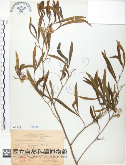 車桑子藏品圖，第1張