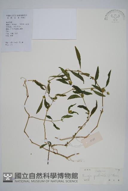 孩兒草藏品圖，第1張