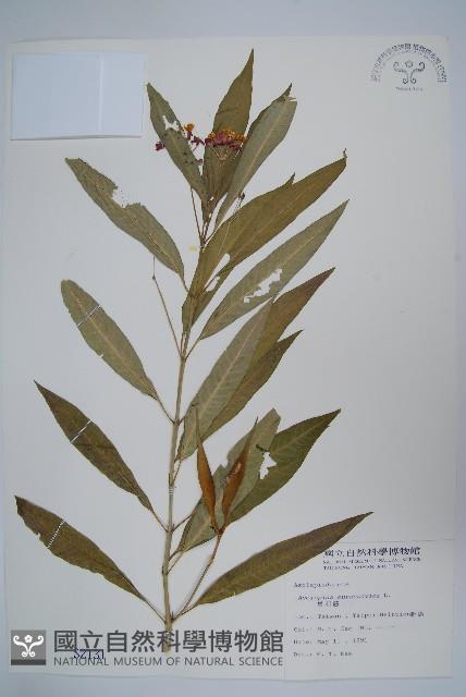 尖尾鳳、馬利筋藏品圖，第1張