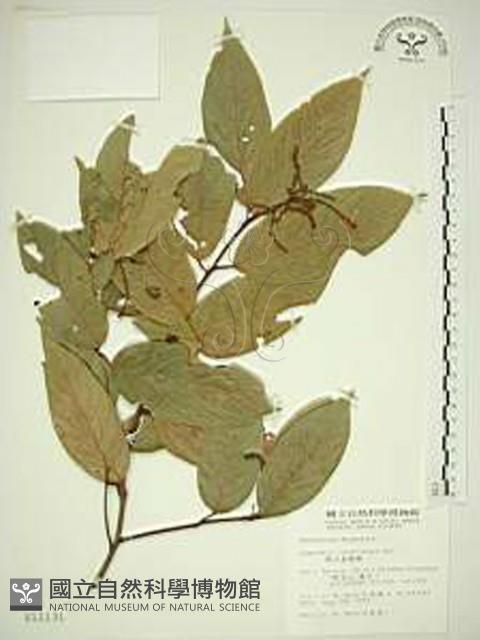 巒大雀梅藤藏品圖，第1張