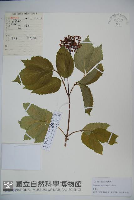 接骨木，木蒴藋藏品圖，第1張