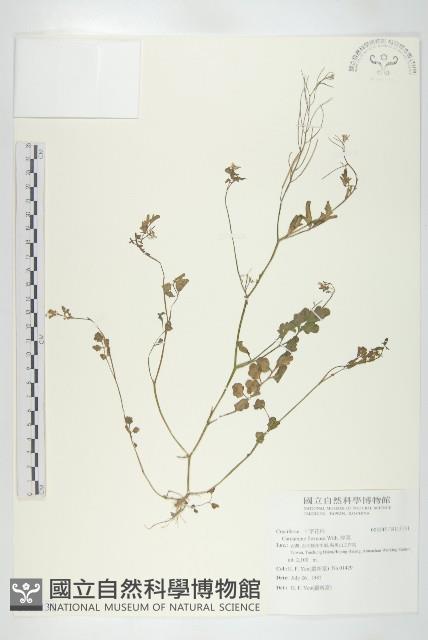 焊菜藏品圖，第1張