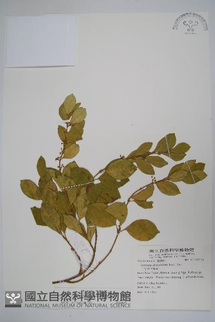 武靴藤藏品圖，第1張