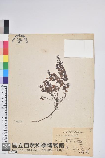 高山白珠樹藏品圖，第1張